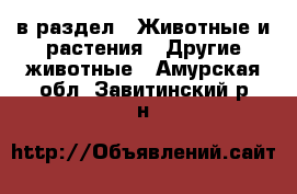  в раздел : Животные и растения » Другие животные . Амурская обл.,Завитинский р-н